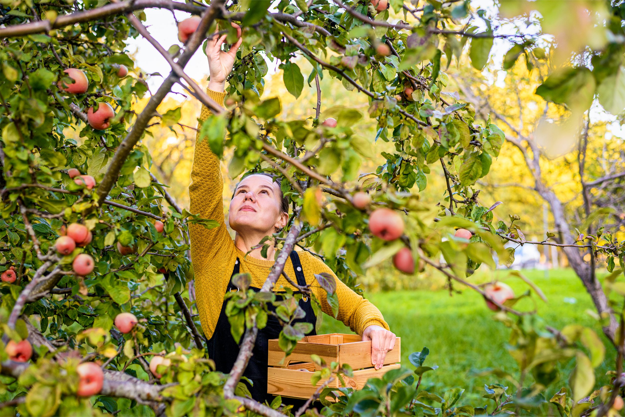 Bild Streuobstwiesen – Schätze der Natur